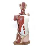 1945 Denoyer Geppert Human Torso Anatomical Model