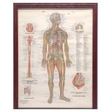 1949 Peter Bachin Anatomy Nervous System Poster
