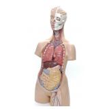 3B German Anatomical Human Torso Medical Model
