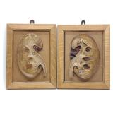 Pair of Vintage Anatomical Kidney Models