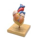 Anatomic Human Heart Medical Model