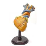 Vintage Clay Adams Anatomical Human Heart Model