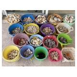 LOT OF SEA SHELLS - BEACH FINDINGS