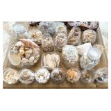 LOT OF SEA SHELLS - BEACH FINDINGS