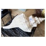 LARGH CONCH SHELL - 17"