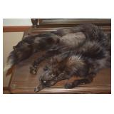 Antique Hedstrand Goteburg Silver Fox Stole 54" L