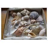 Small Box of Sea Shells