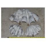 (3) Large Sea Shells