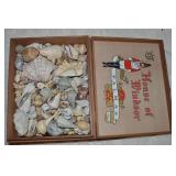 Vtg House of Windsor Cigar Box of Sea Shells