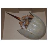 Horsehoe Crab Specimen - Very Fragile/Separated