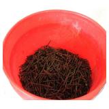 5 Gallon Bucket Of Nails