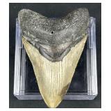 Genuine Prehistoric Megalodon 4in Shark Tooth
