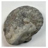 Natural Fossil Ammonite Specimen 2-3/4" Unsliced