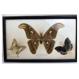 Framed Atlas Moth + Butterflies 13in Display