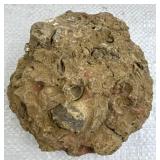 Fossilized Seafloor Specimen