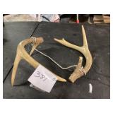 Deer Antler Pair with Twine Binding