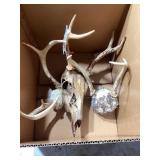 Deer Skull with Attached Antlers