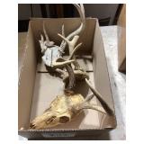 Deer Antlers and Skulls