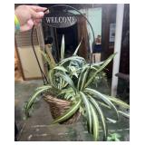 Decretive Welcome sign Plant basket