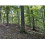 Timber Stand