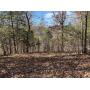 Tract 11: 5.03+- Acres  Woodland