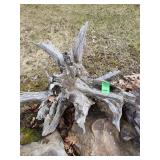 Driftwood tree root