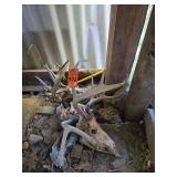 Deer skulls
