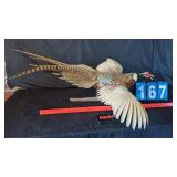 FLYING FULL MOUNTED MALE RING NECK PHEASANT