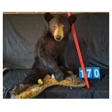 FULL MOUNTED SITTING BLACK BEAR TAXIDERMY MOUNT