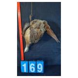 HANGING FEMALE PHEASANT FULL MOUNT TAXIDERMY