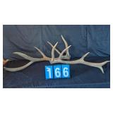 2 BULL ELK SHED ANTLERS