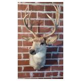 5X6 QUALITY MULE DEER TAXIDERMY MOUNT