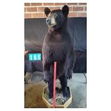 FULL MOUNTED BLACK BEAR ON PEDESTAL TAXIDERMY