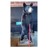 FULL MOUNTED BLACK BEAR ON PEDESTAL TAXIDERMY