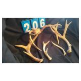GROUP LOT OF VARIOUS WHITETAIL DEER ANTLERS
