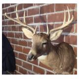 LARGE 8 POINT WHITETAIL BUCK TAXIDERMY MOUNT