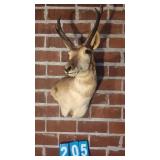 PRONGHORN SHOULDER MOUNT TAXIDERMY
