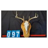 6 POINT WHITETAIL BUCK EUROPEAN MOUNT ON PLAQUE