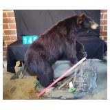 BEAUTIFUL STANDING FULL MOUNTED BLACK BEAR