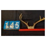 8 POINT WHITETAIL BUCK ANTLERS