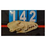 COYOTE SKULL