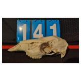 WHITETAIL DOE SKULL
