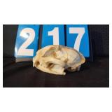 BOBCAT SKULL & JAWBONE