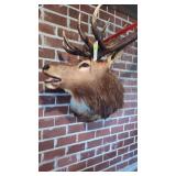 TOP QUALITY 6X6 BULL ELK TAXIDERMY MOUNT