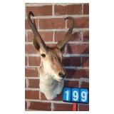 PRONGHORN TAXIDERMY MOUNT