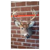 8 POINT WHITETAIL BUCK MOUNT  QUALITY TAXIDERMY
