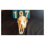 WHITETAIL DOE SKULL