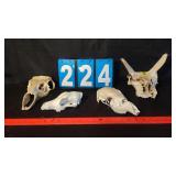 GROUP LOT OF VARIOUS ANIMAL SKULL