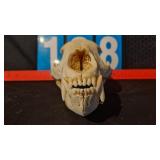 BLACK BEAR SKULL