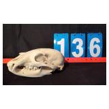 BLACK BEAR SKULL